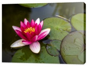 Lilia wodna na jeziorze różowy kwiat zielonej wody na wodzie