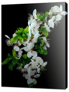 Kwiat wiśni Drzewo wiśniowe i jego delikatne płatki Kwitnące kwiaty jako tapeta na ambonie lub tekstura