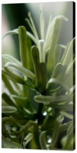 Kwitnąca sansewieria hodowana w doniczce na parapecie w chrześcijańskiej Pachnące kwiaty sansewierii Zbliżenie kwiatu