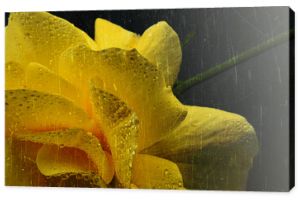 Żółta róża sfotografowana na ciemnym tle