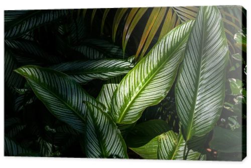 Close-up showing detail of leaves in a tropical garden