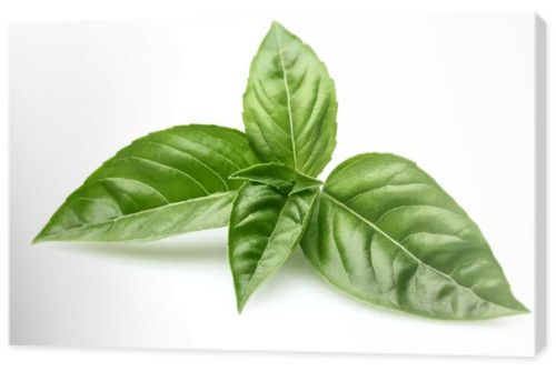 Basil leaves