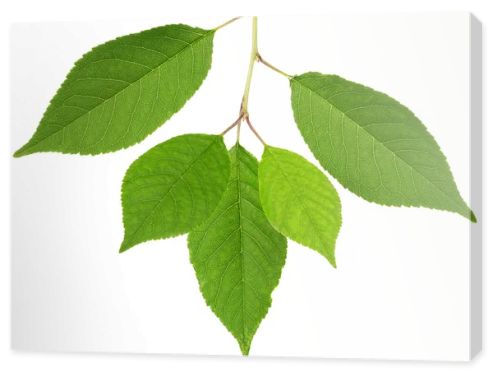 cherry tree green leaves isolated on white