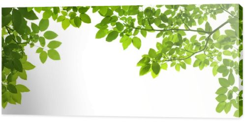 panoramic Green leaves on white background