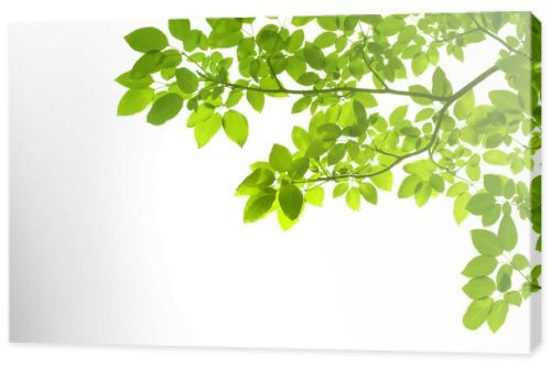 Green leaves on white background