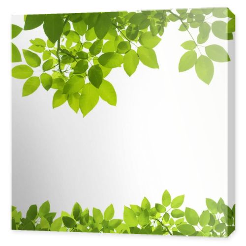 Green Leaves Border on white background