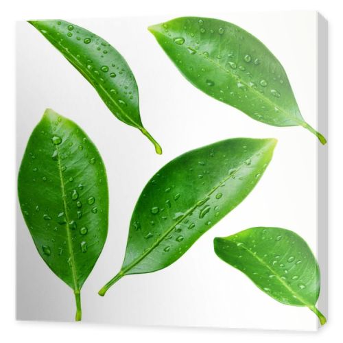 Citrus leaves with drops isolated on a white background