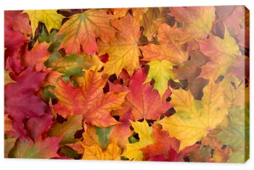 Fall leaves background