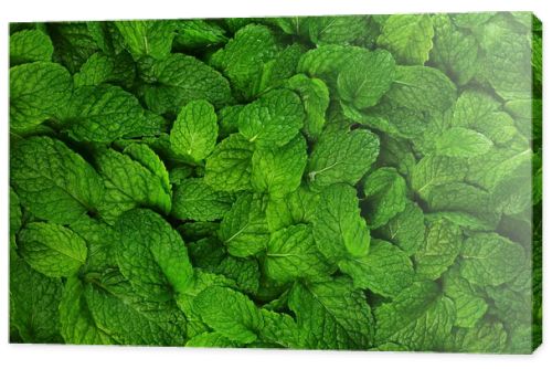 Mint leaves background.