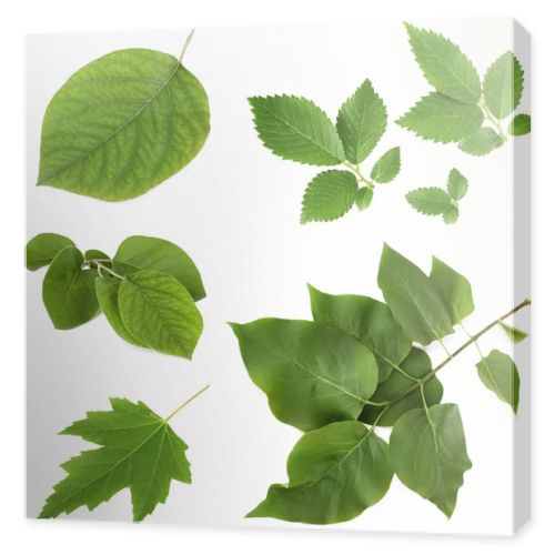 Green leaves on white