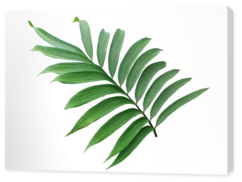 green leaf of palm tree isolated on white background