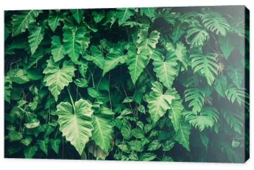 Green leaf background ( Philodendron, Philodendreae ) beautiful and Usefuldecorative ornamental plants