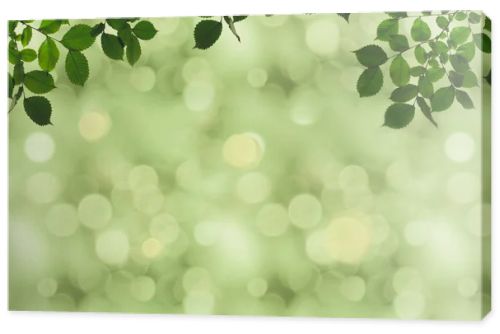 green foliage and bokeh