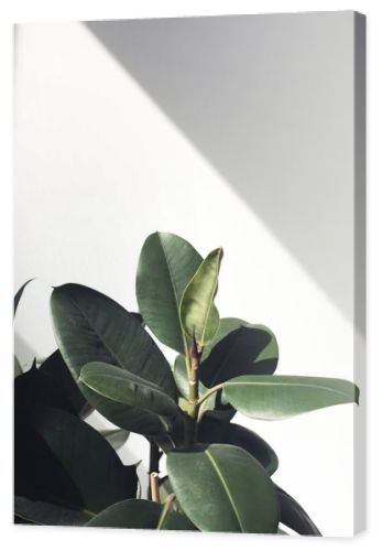 ficus plant with sunlight