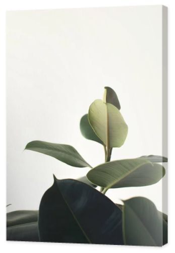 green ficus plant