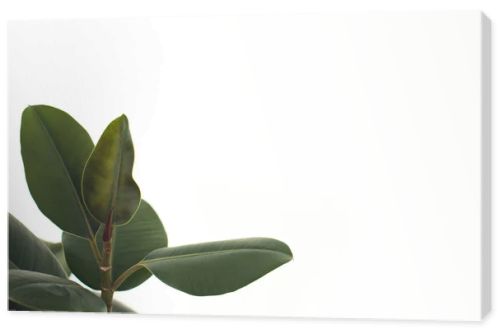 green ficus leaves