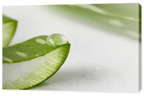 closeup view of aloe vera slice with juice 