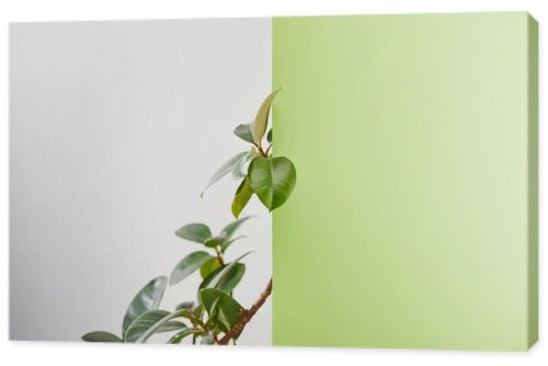 Natural plant with green leaves on grey background