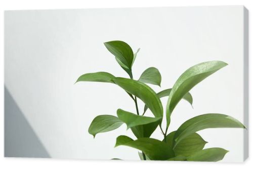 green and fresh leaves near white wall 