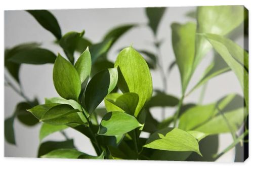 selective focus of fresh green leaves at home