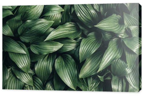 full frame image of hosta leaves background 