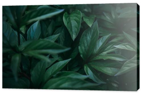 Dark fresh exotic tropical leaves