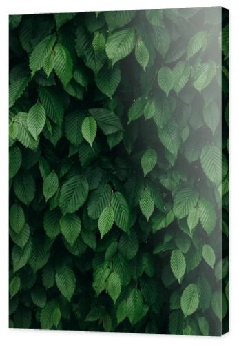 Closeup view of dark green natural bush leaves pattern. Vertical background.