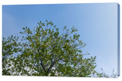 Low angle view of trees with green leaves and blue sky at background