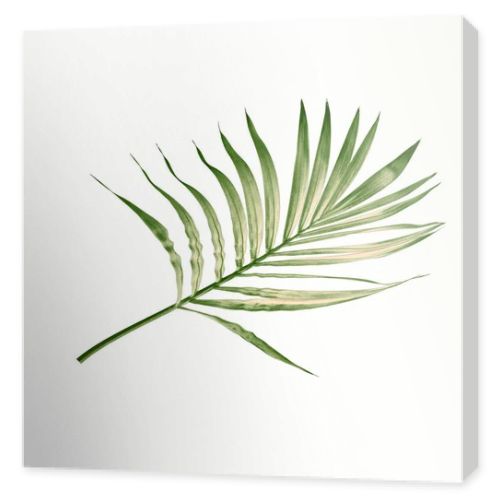 green leaf of palm tree isolated on white background