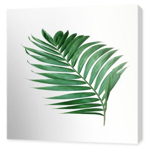 tropical nature green palm leaf isolated pattern background