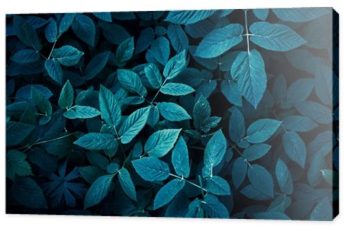 Trend dark blue background with leaves. Plant in shadow. Copyspace for design