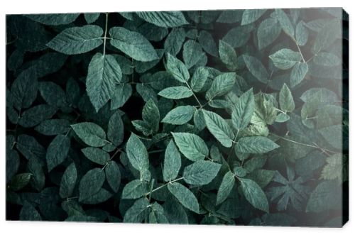 Trend dark green background with leaves. Plant in shadow. Copyspace for design