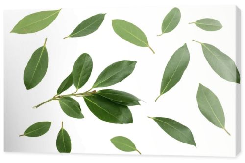 laurel isolated on white background. Fresh bay leaves. Top view. Flat lay pattern