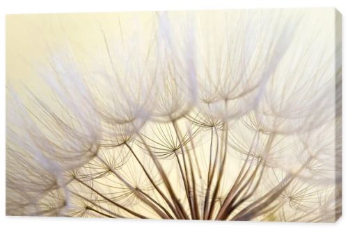 dandelion seed background. Seed macro closeup. Spring nature