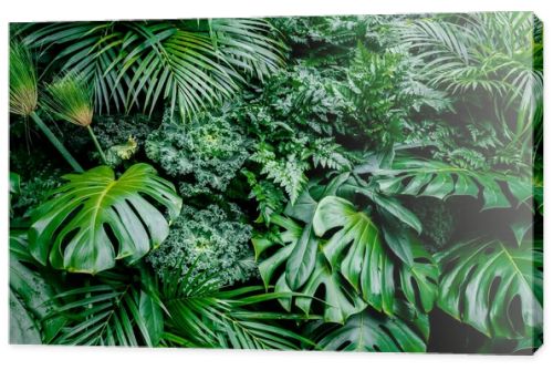 Tropical green leaves background, fern, palm and Monstera Deliciosa leaf on wall with dark green, floral jungle pattern concept background, close u