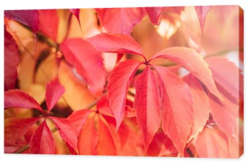close up of beautiful autumnal plants with red leaves
