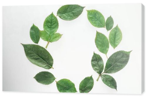 top view of circular composition with green leaves isolated on white
