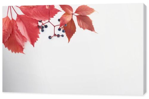 top view of wild grapes branch with red leaves and berries isolated on white with copy space