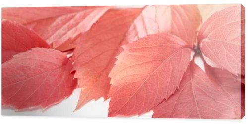 close up view of colorful autumn leaves of wild grapes on white background, panoramic shot