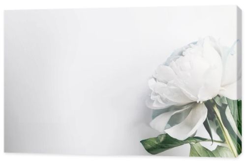 top view of blue and white peony with green leaves on white background