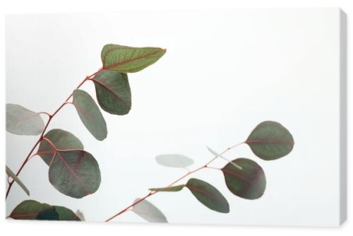 close up of green eucalyptus branches isolated on white