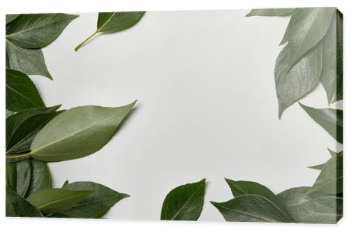 green fresh leaves scattered on white background with copy space