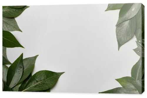 green wet leaves scattered on white background with copy space