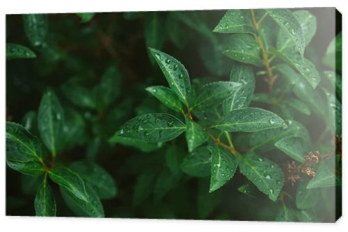 green leaves with water drops after rain