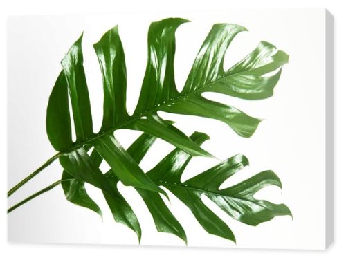 Monstera deliciosa leaf or Swiss cheese plant, Tropical foliage isolated on white background, with clipping path                               