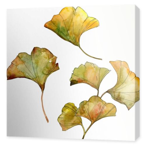 Yellow and green ginkgo biloba isolated leaves. Watercolor background illustration set. 