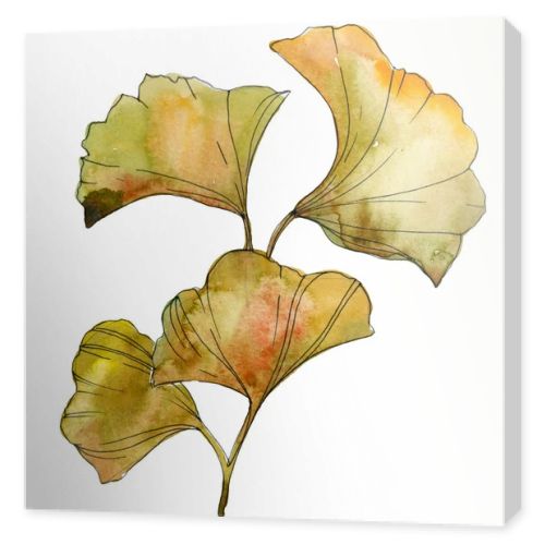 Yellow and green ginkgo biloba isolated leaves. Watercolor background illustration set. 