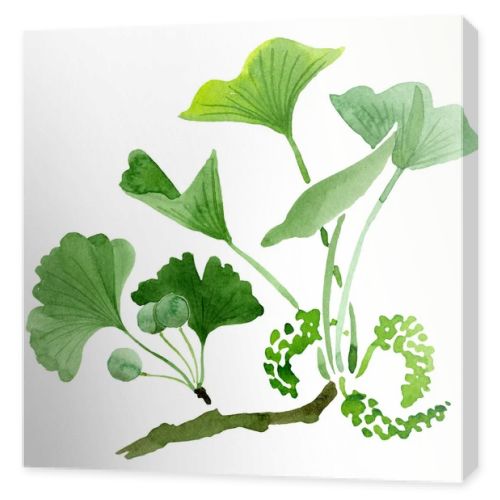 Green ginkgo biloba with leaves isolated on white. Watercolour ginkgo biloba drawing isolated illustration element.