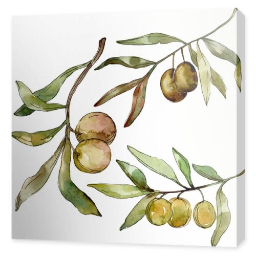 Green olives watercolor background illustration set. Watercolour drawing fashion aquarelle isolated. Isolated olives illustration element.