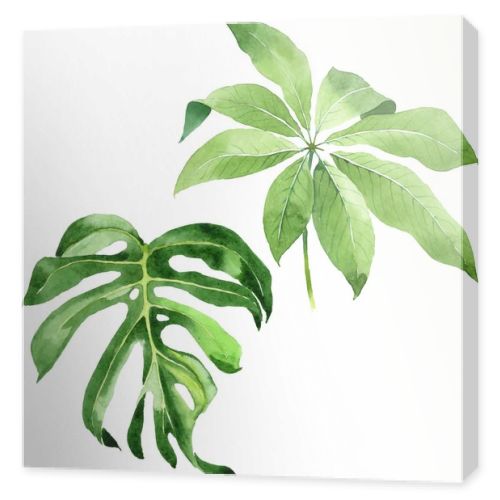 Exotic tropical hawaiian green palm leaves isolated on white. Watercolor background set. 